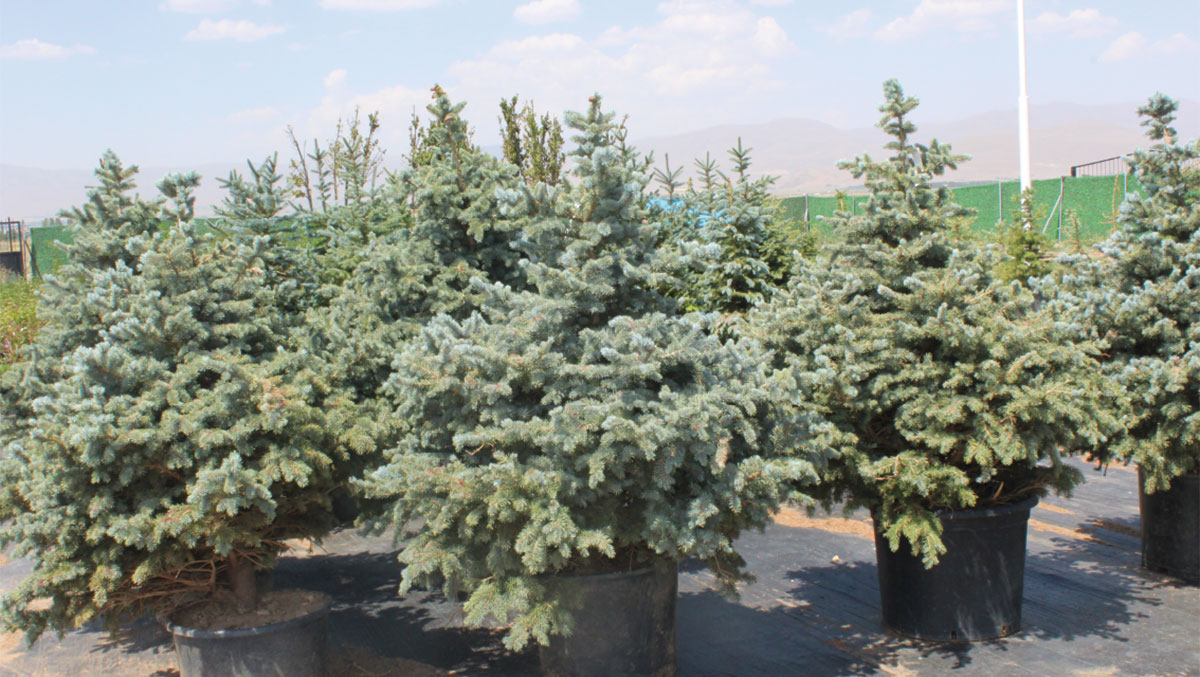 Erzurum yeni bitki örtüsü ile donatıldı