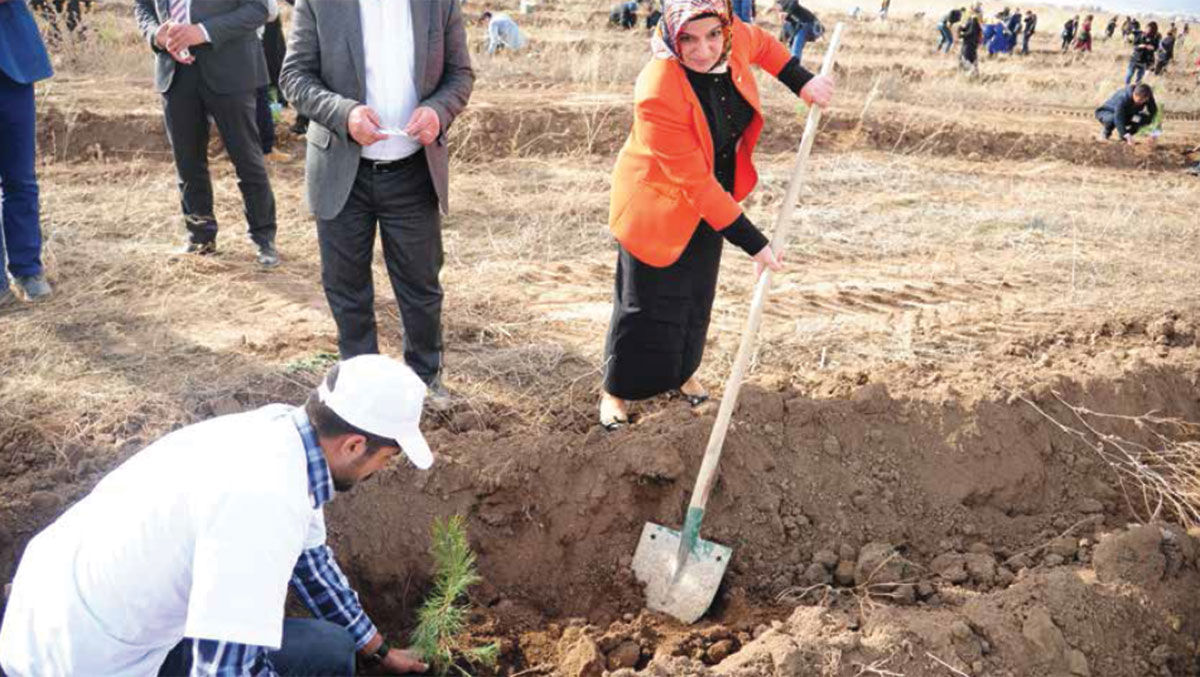 Ağaç Dikimi Faaliyetleri