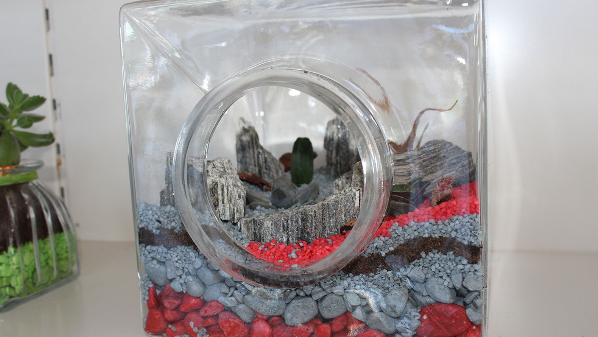 Terrarium Projeleri