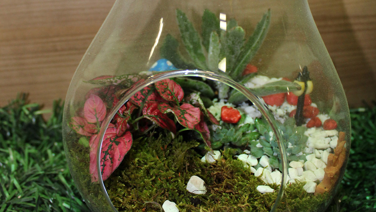 Terrarium Projeleri