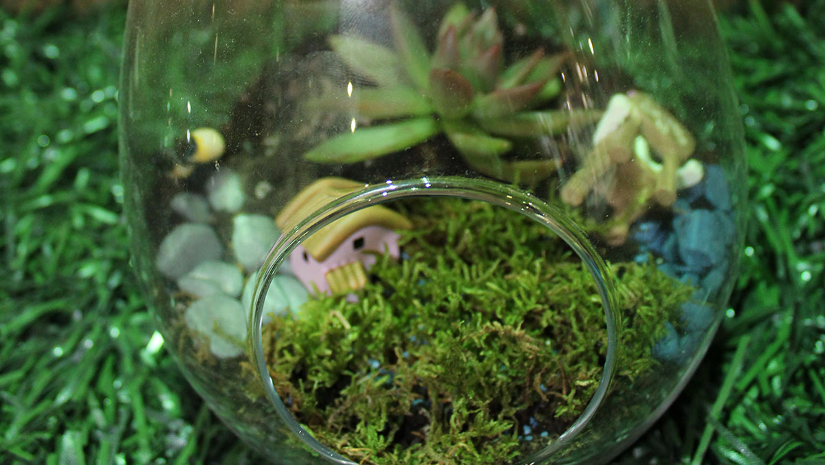 Terrarium Projeleri